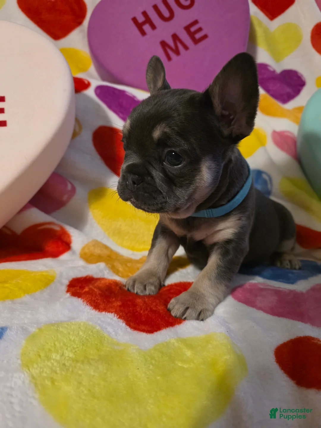 French Bulldog dogs for sale: French Bulldog Puppy 3 - Ad 1