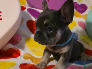 French Bulldog dogs for sale: French Bulldog Puppy 3 - Ad 4