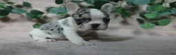 French Bulldog dogs for sale: Stella - Ad 12