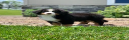 Bernese Mountain Dog dogs for sale: Teddy - Ad 3