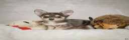 Chihuahua dogs for sale: Geronimo - Ad 1