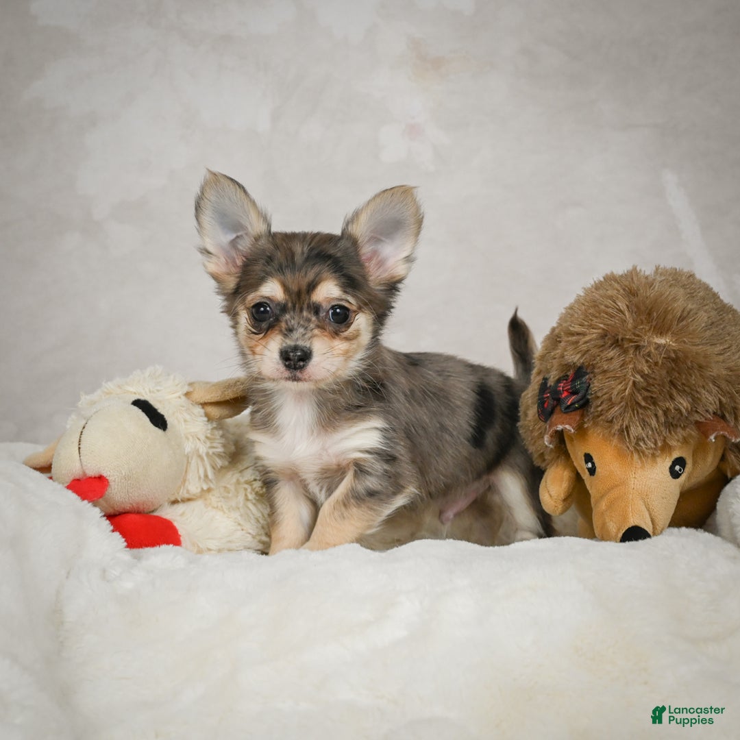 Chihuahua dogs for sale: Geronimo - Ad 1