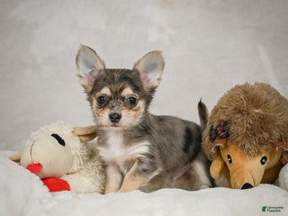 Chihuahua dogs Geronimo - Ad 39