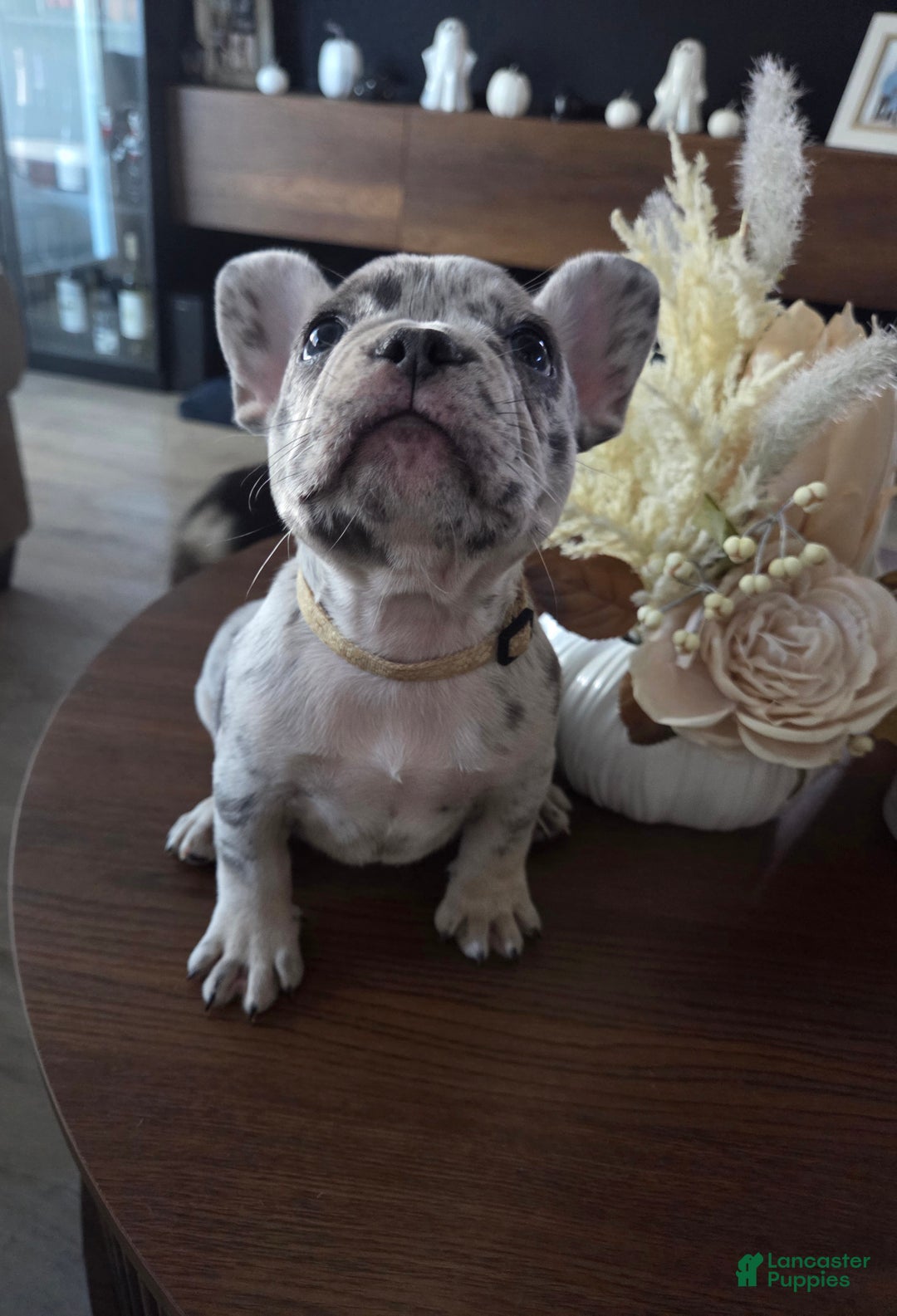 French Bulldog dogs for sale: French Bulldog Puppy 5 - Ad 4