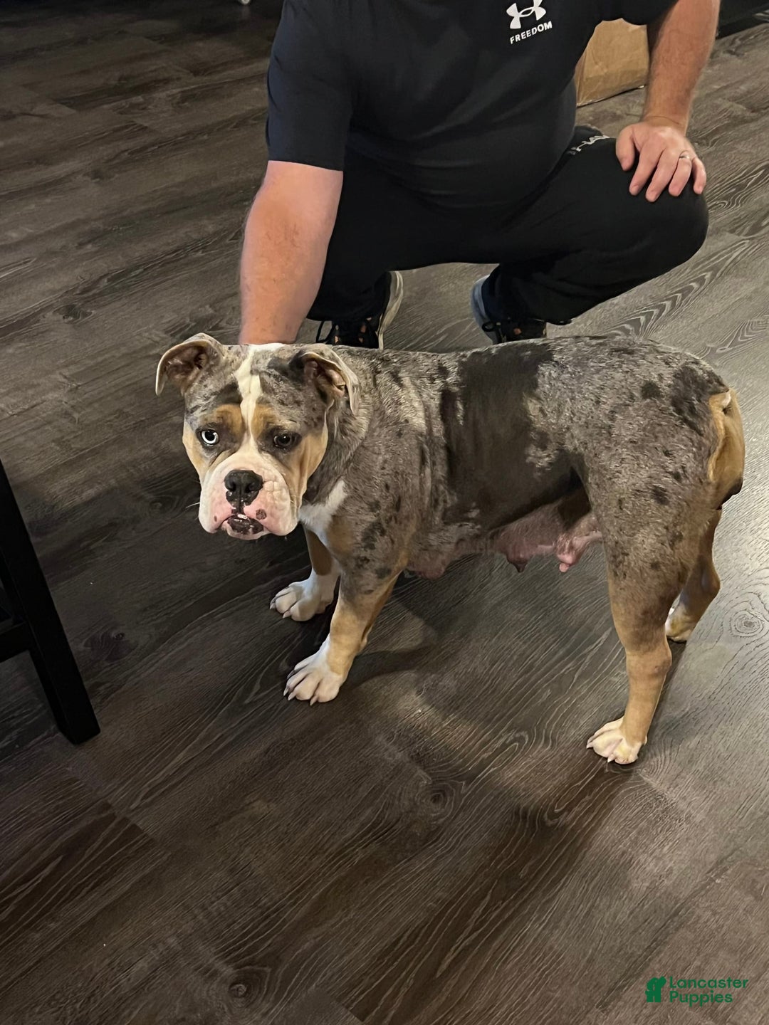 Gallery Image {{count}}