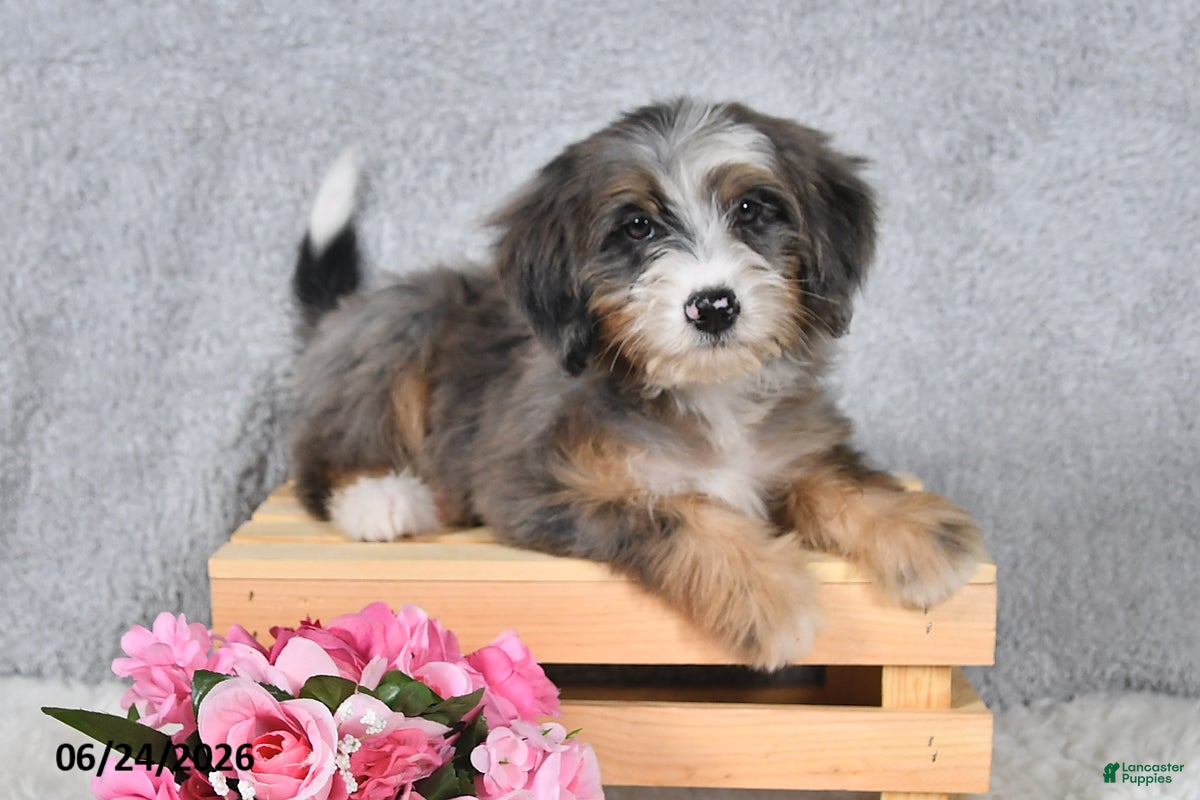Mini Bernedoodle dogs Darcy - Ad 1