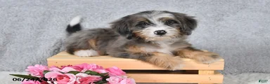 Darcy