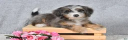 Mini Bernedoodle dogs for sale: Darcy - Ad 1
