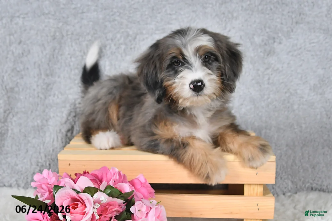Mini Bernedoodle dogs for sale: Darcy - Ad 1