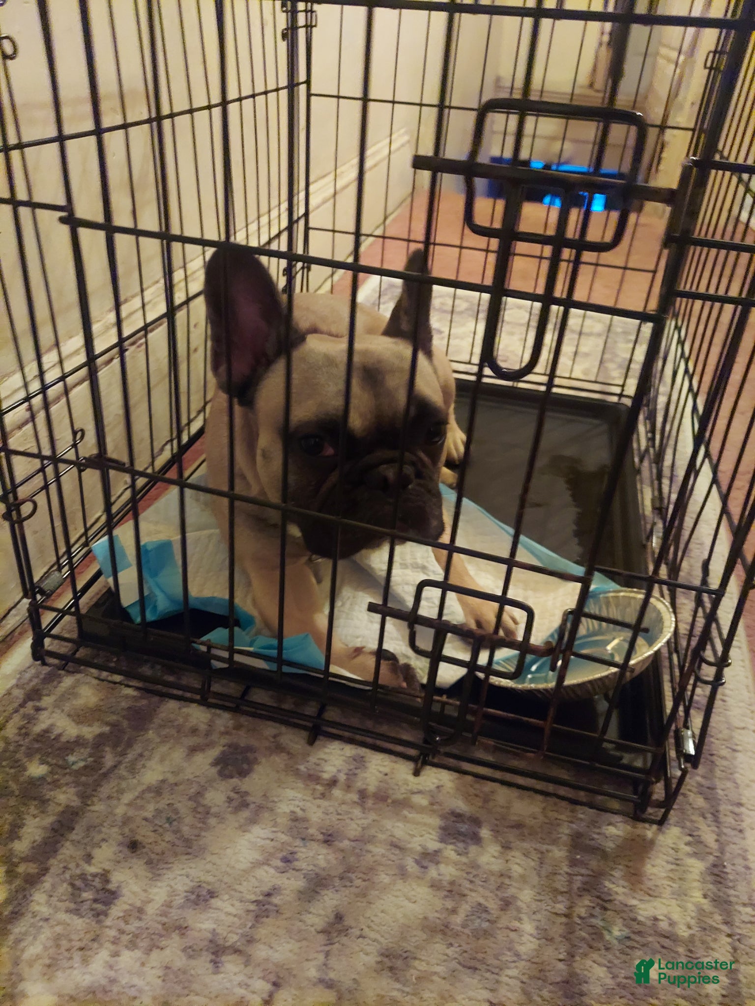 French Bulldog dogs French Bulldog Puppy 2 - Ad 25