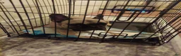 French Bulldog dogs for sale: French Bulldog Puppy 2 - Ad 1