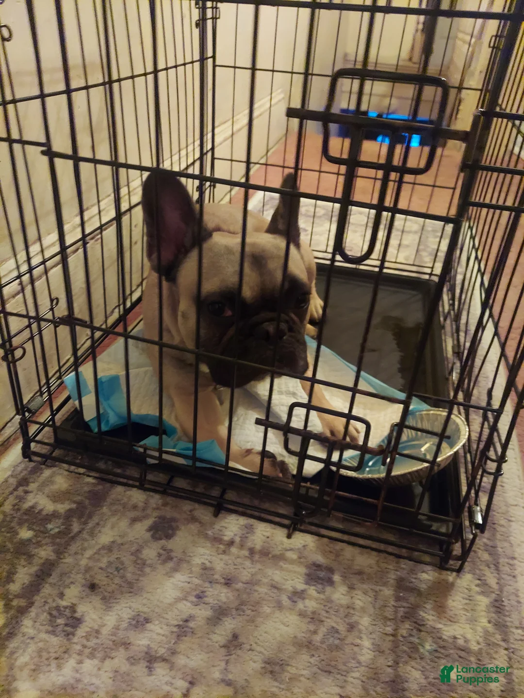 French Bulldog dogs for sale: French Bulldog Puppy 2 - Ad 1