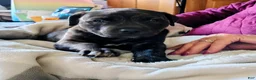 Mixed Breed dogs for sale: Bear  - Ad 6