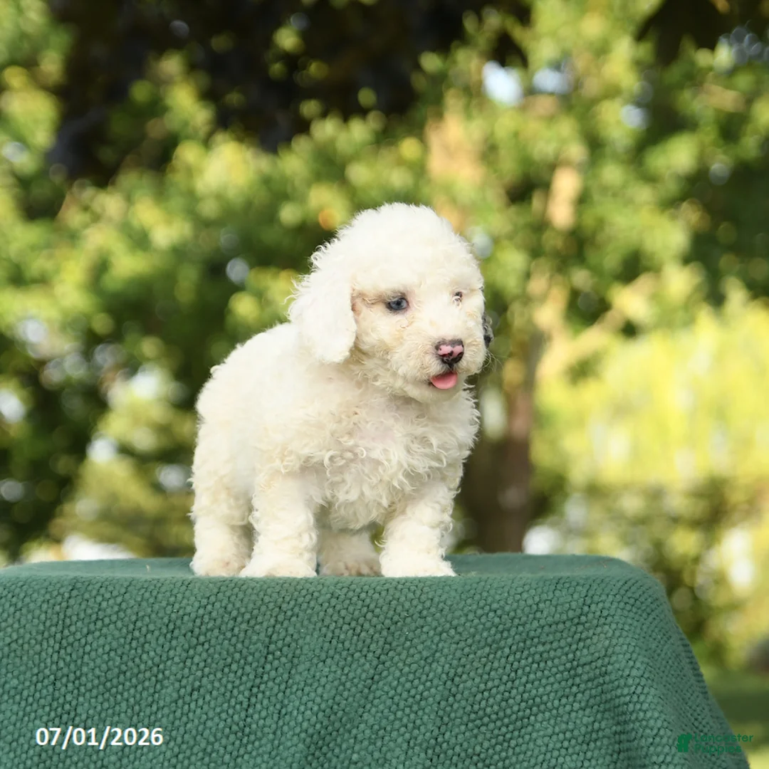 Miniature Poodle dogs for sale: Clayton - Ad 5