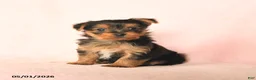 Yorkshire Terrier dogs for sale: Beauty - Ad 2