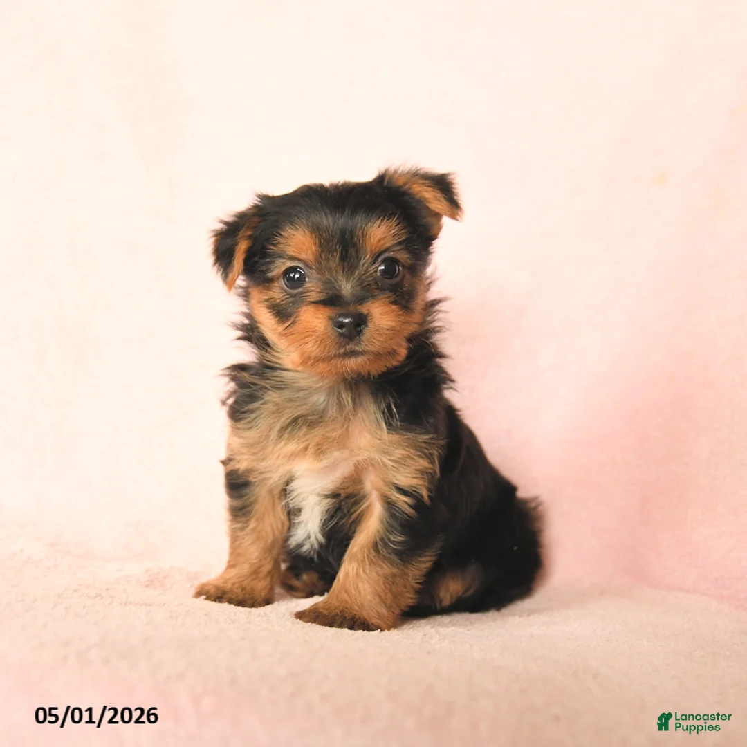 Yorkshire Terrier dogs for sale: Beauty - Ad 2