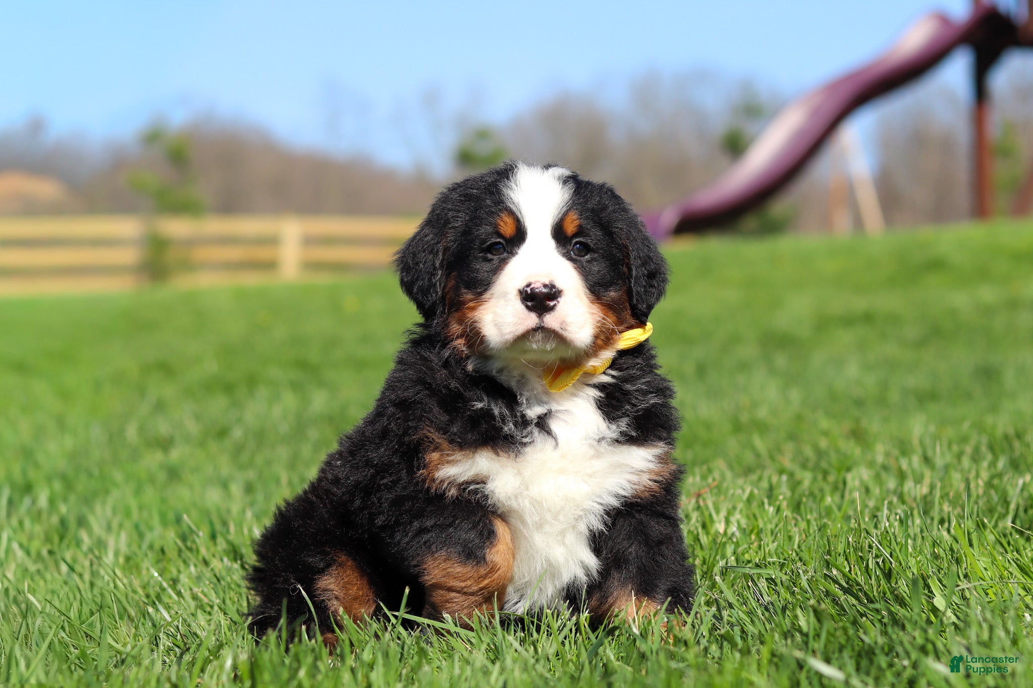 Bernese Mountain Dog dogs Jake - Ad 1