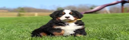 Bernese Mountain Dog dogs for sale: Jake - Ad 1