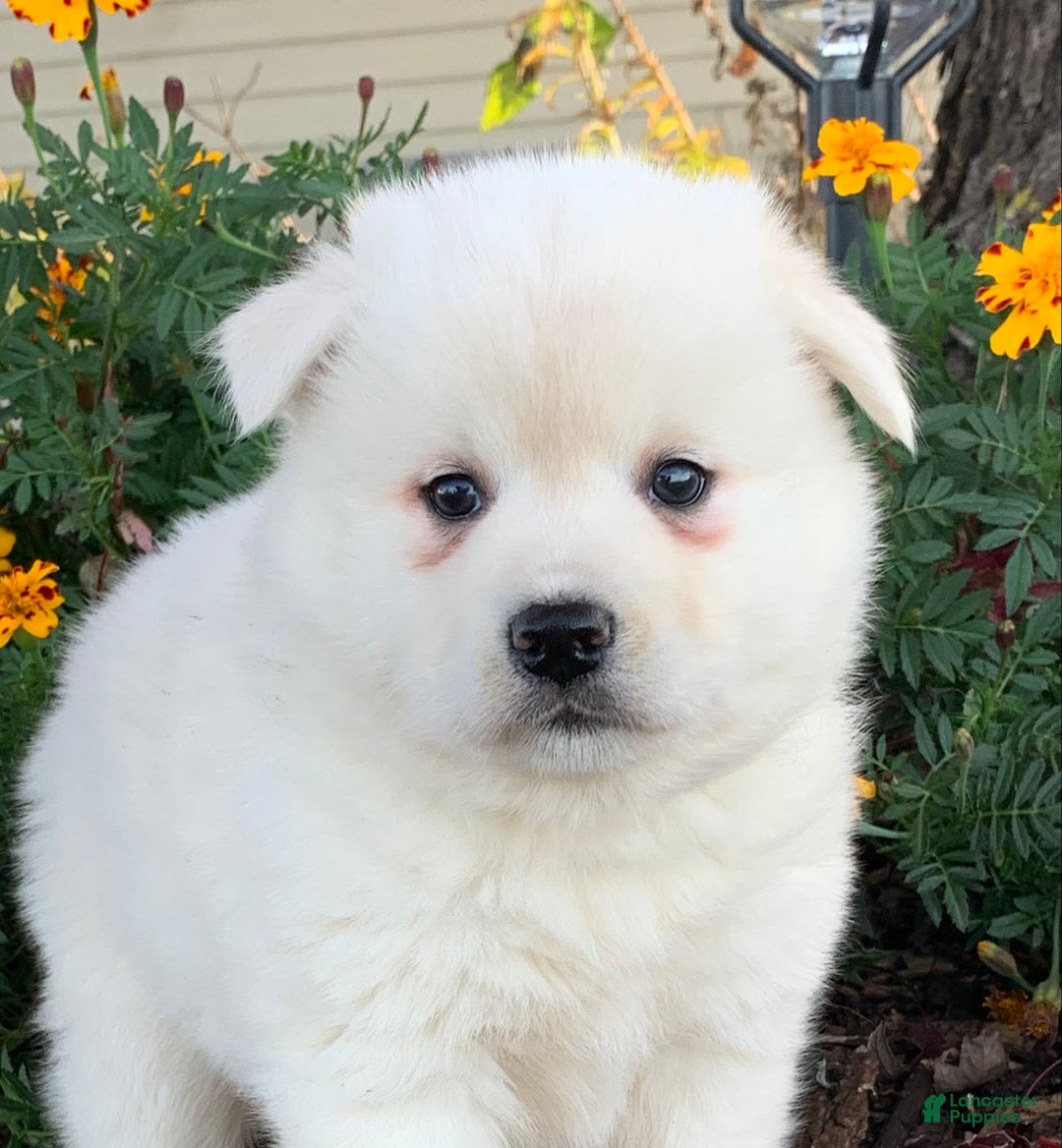 Alaskan Klee Kai dogs for sale: Winter~ Gorgeous Loving Boy~!!! - Ad 1