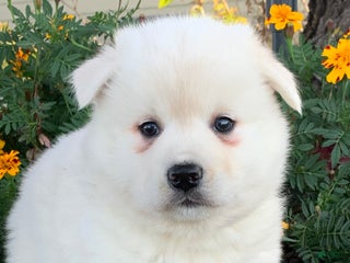 Alaskan Klee Kai dogs Winter~ Gorgeous Loving Boy~!!! - Ad 12