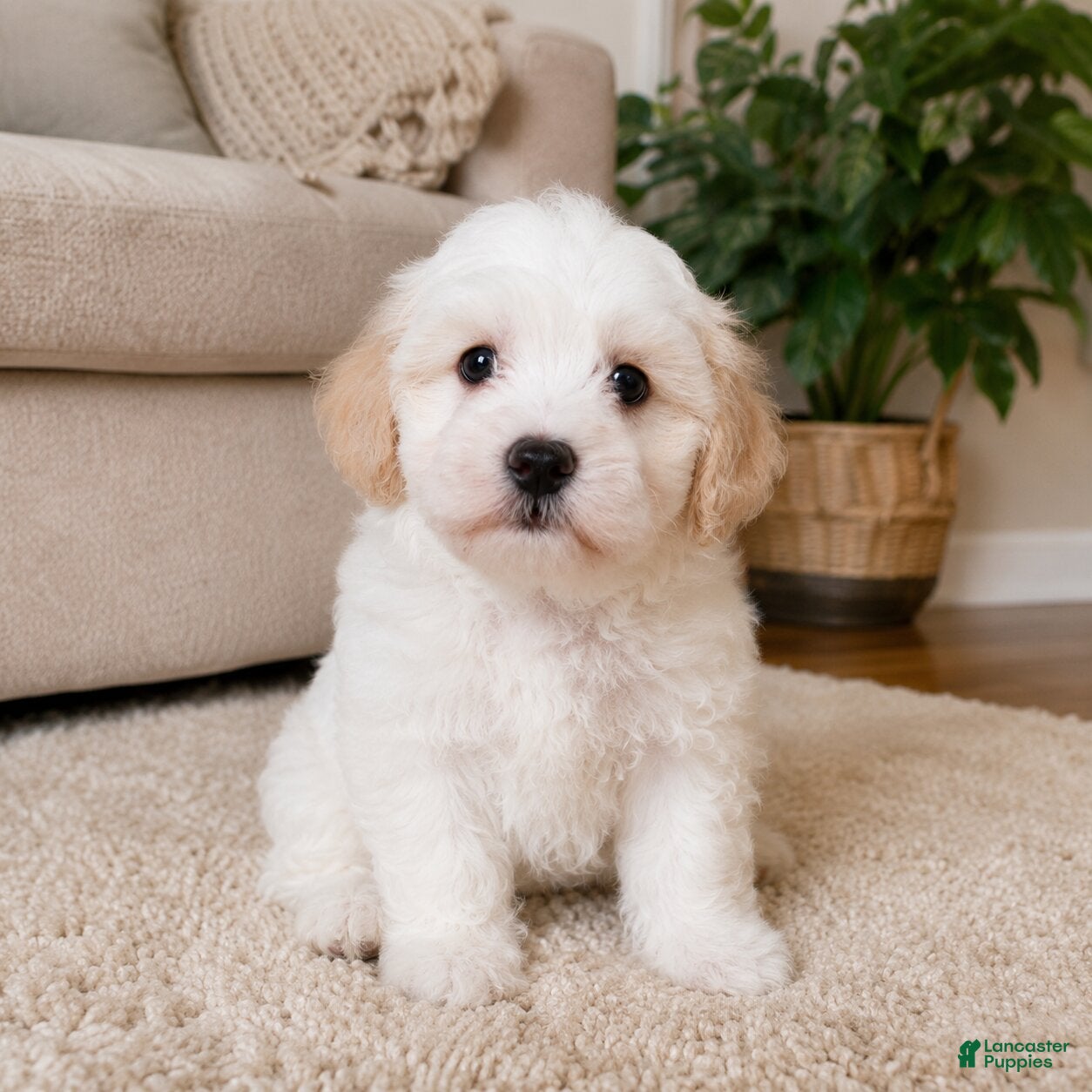 Maltipoo dogs Ben - Ad 1