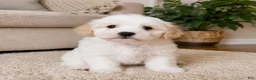 Maltipoo dogs for sale: Ben - Ad 1