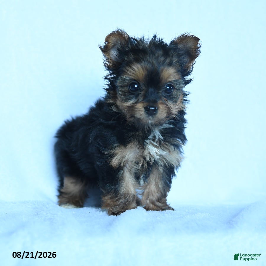 Yorkshire Terrier dogs Skittles - Ad 1