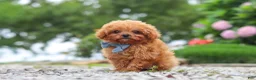 Cavapoo dogs for sale: Luca - Ad 5