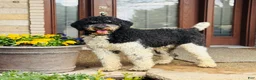 Bernedoodle dogs for sale: Bernedoodle Puppy Bernie - Ad 6