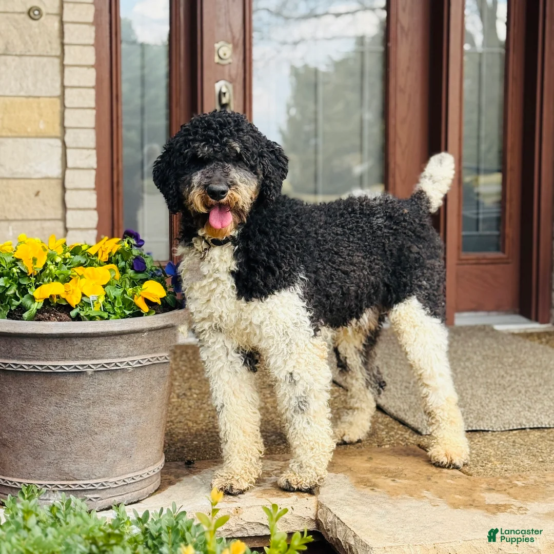 Bernedoodle dogs for sale: Bernedoodle Puppy Bernie - Ad 6