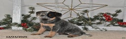 Australian Cattle Dog dogs for sale: Rover - Ad 2