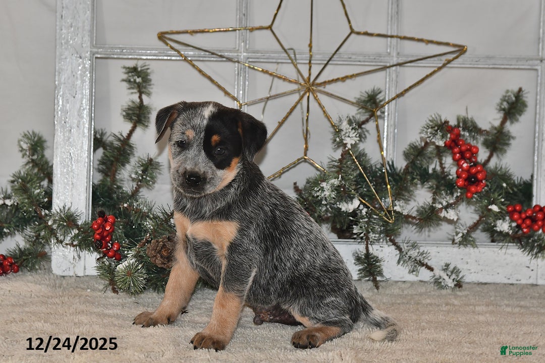Australian Cattle Dog dogs for sale: Rover - Ad 2