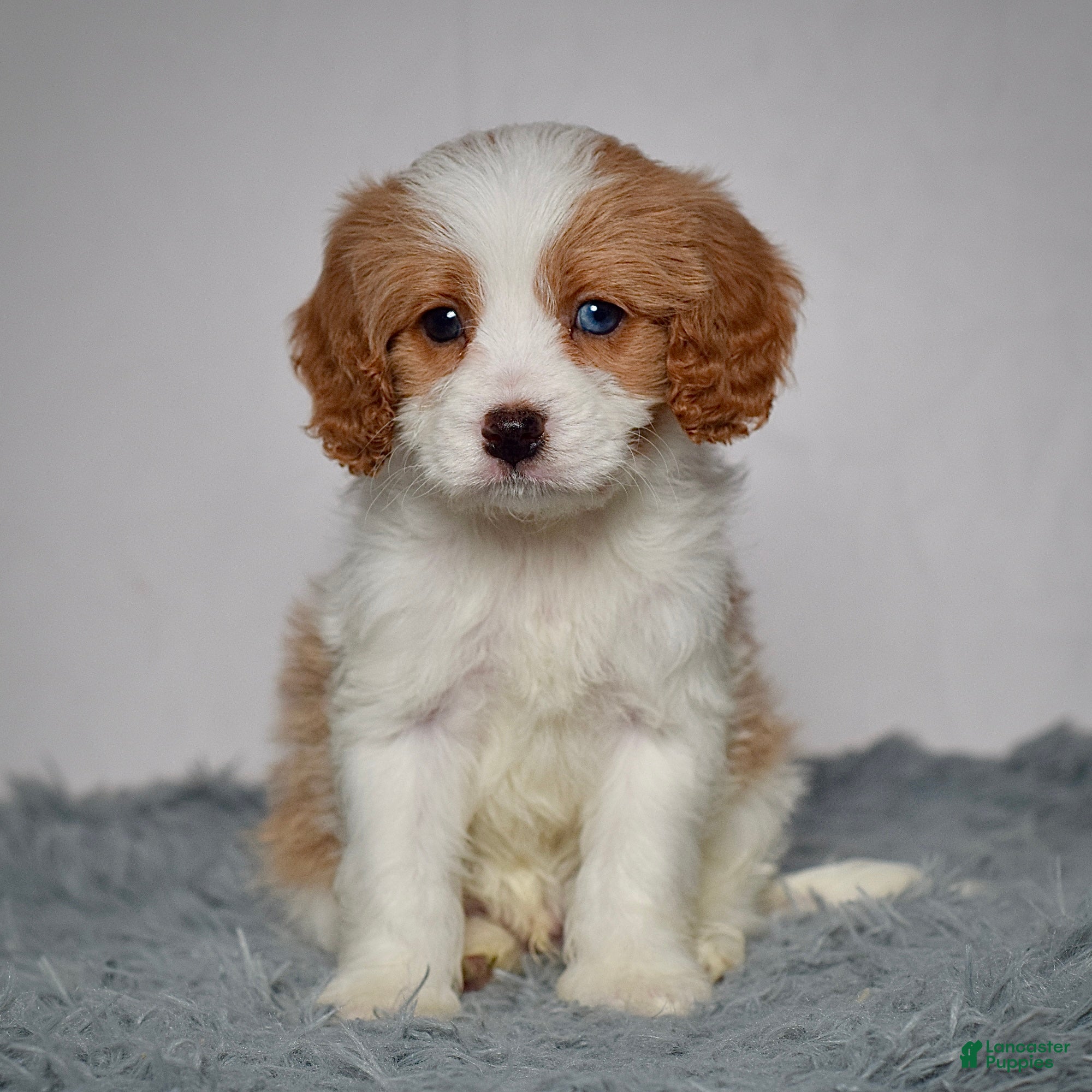 Cavapoo dogs Mr. Baxter - Ad 2