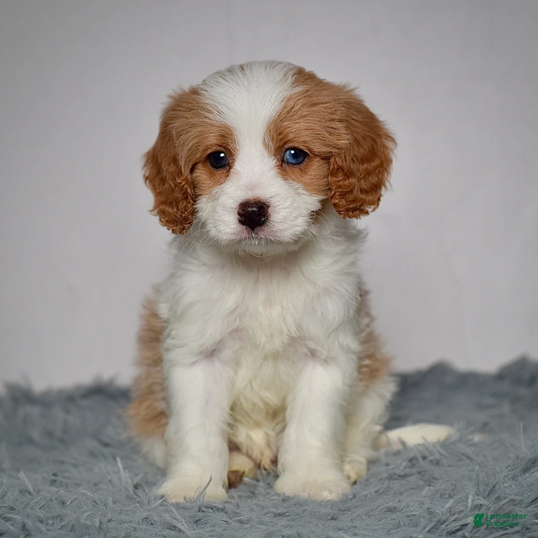 Cavapoo dogs for sale: Mr. Baxter - Ad 2