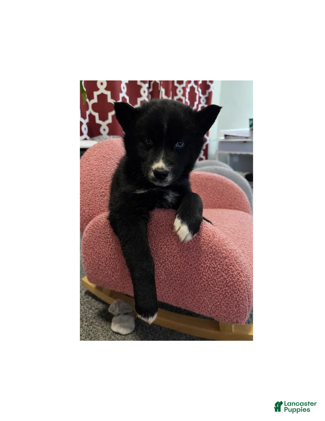 Siberian Husky dogs for sale: Noelle - Ad 2