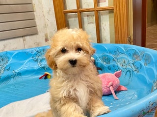 Mixed Breed dogs - Ad 3