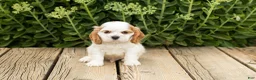 Cocker Spaniel dogs for sale: Checkers - Ad 2