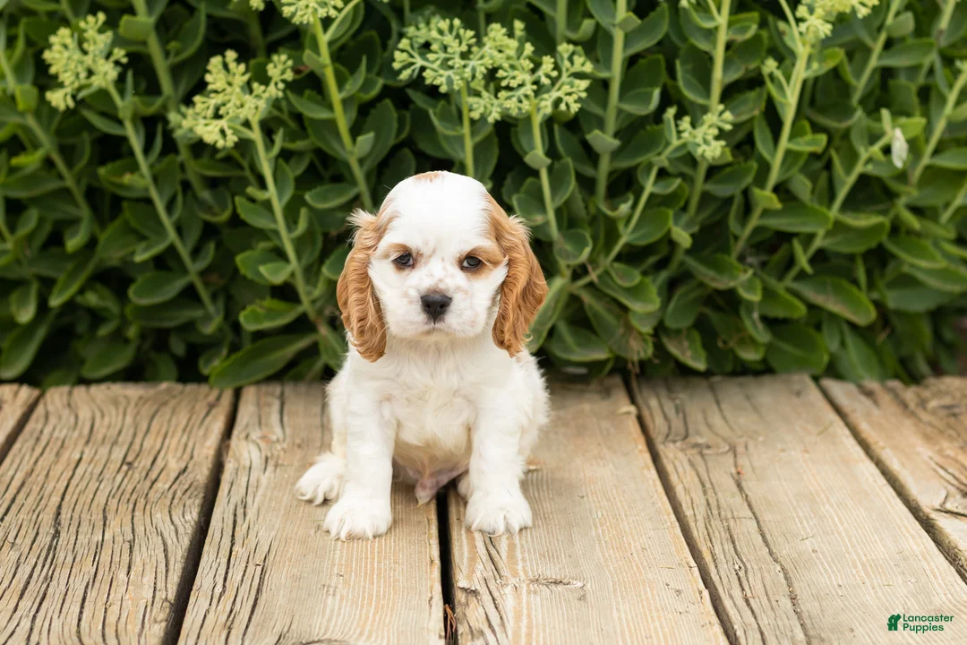 Cocker Spaniel dogs for sale: Checkers - Ad 2
