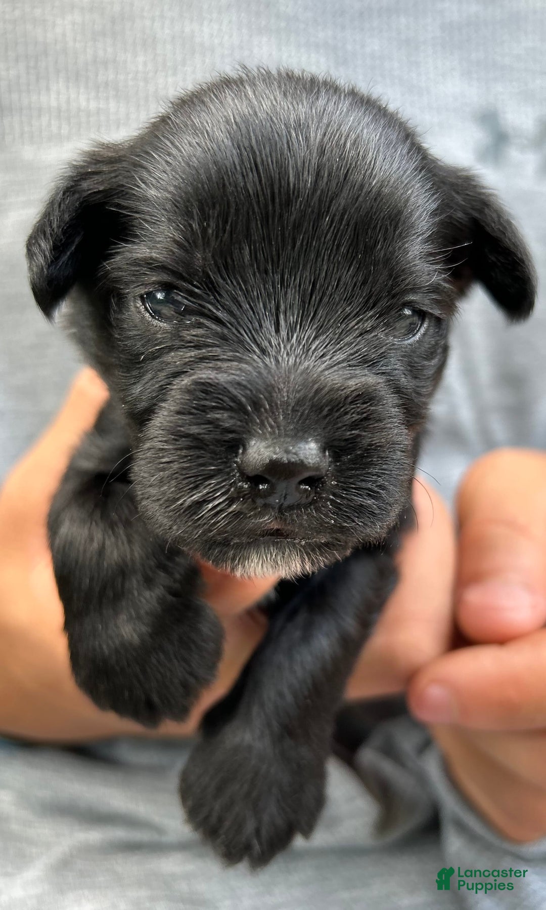 Miniature Schnauzer dogs for sale: Buddy - Ad 5