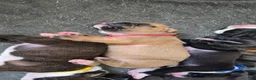 Boxer dogs for sale: Pink Collar - Ad 3