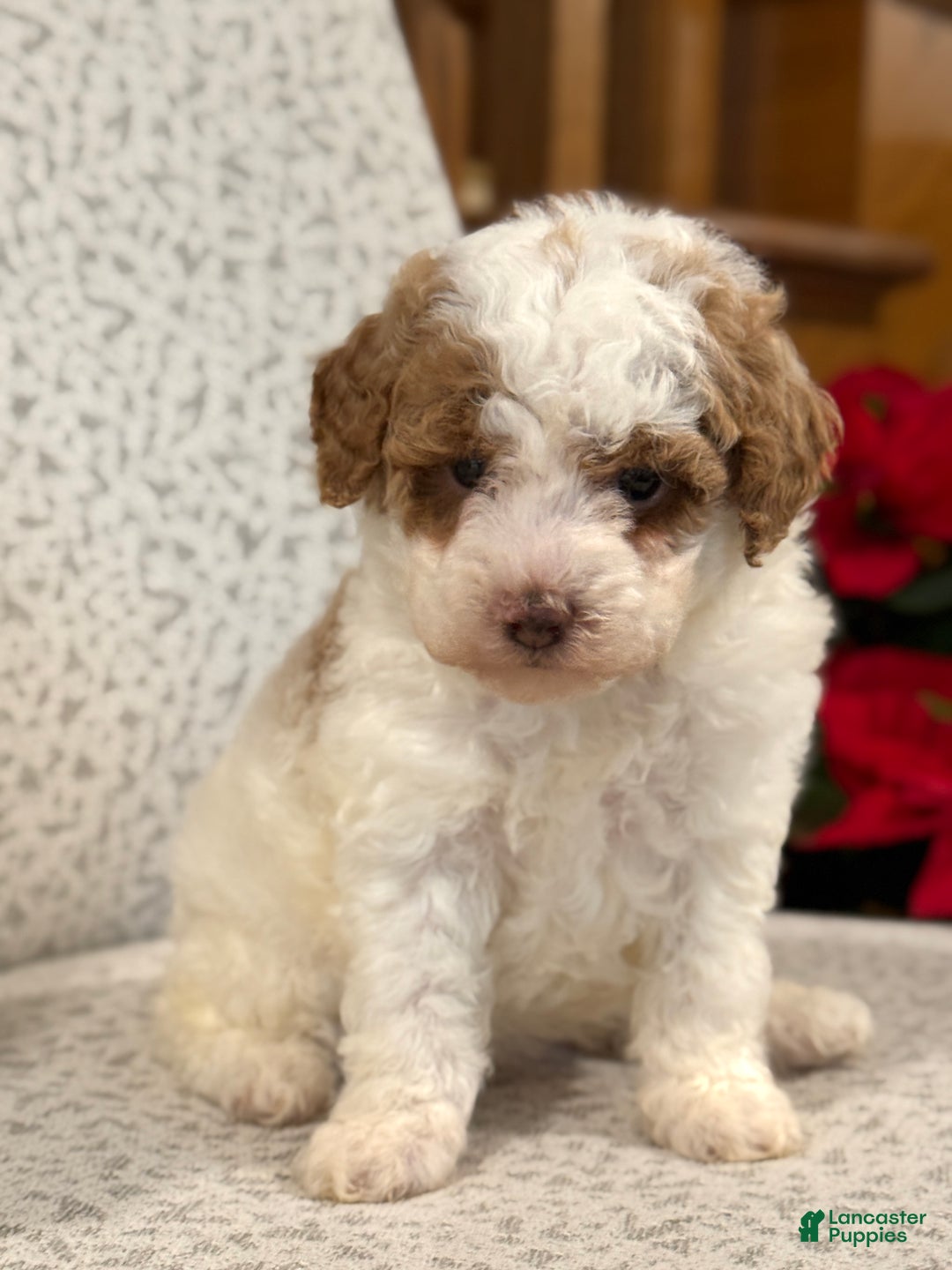 Miniature Poodle dogs for sale: Josie  - Ad 7