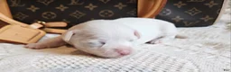 Mixed Breed dogs for sale: Ice  - Ad 7