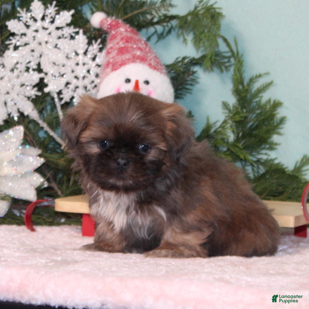 Shih Tzu dogs for sale: Mittens - Ad 3