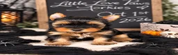 Yorkshire Terrier dogs for sale: Bella - Ad 1