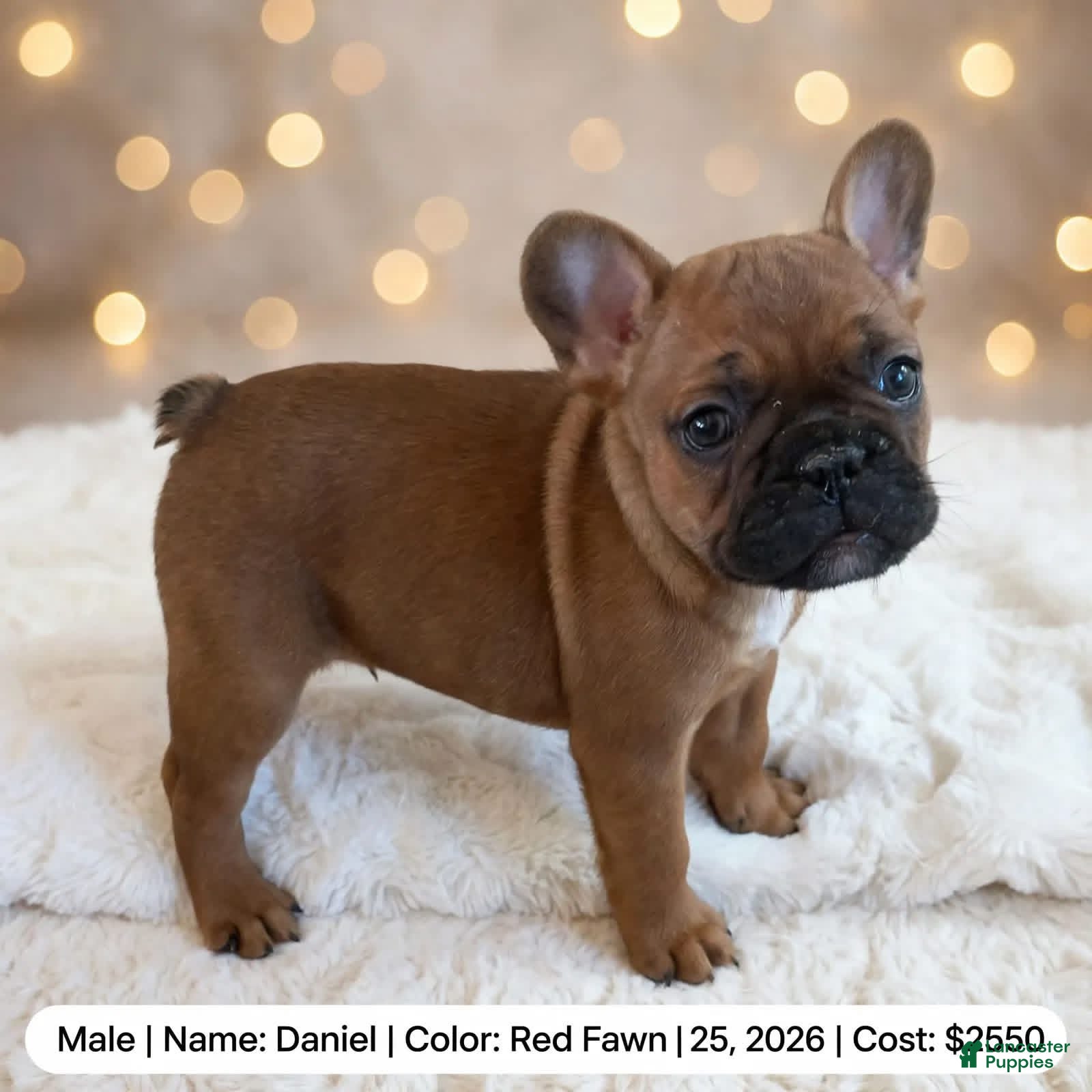 French Bulldog dogs Daniel - Ad 1