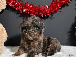 Toy Poodle dogs for sale: Hayden - Ad 1