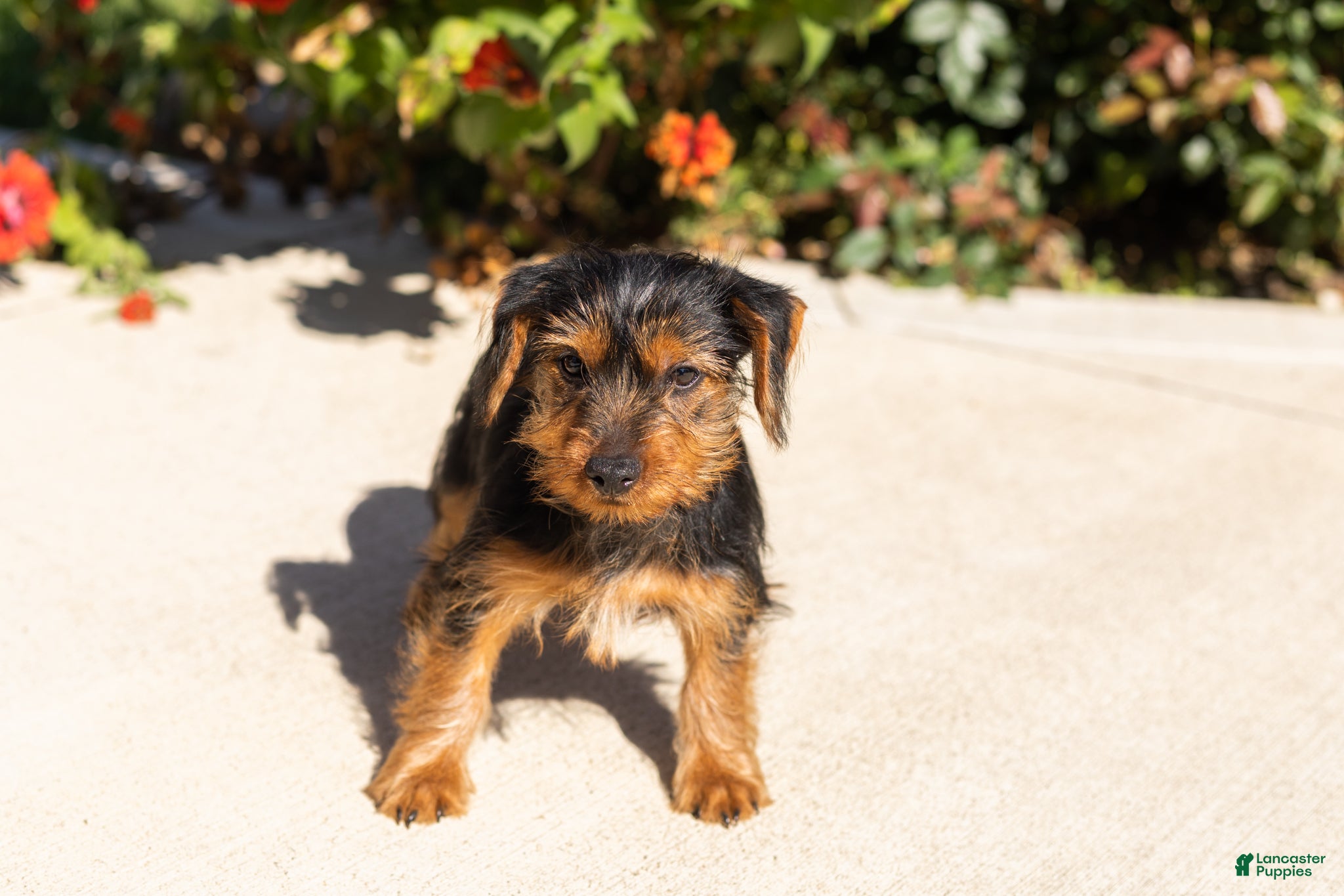 Yorkshire Terrier dogs Ollie - Ad 28