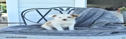 Miniature Australian Shepherd dogs for sale: Bella   - Ad 2