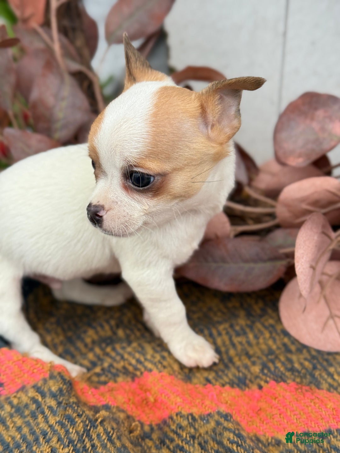 Chihuahua dogs for sale: Beany - Ad 12