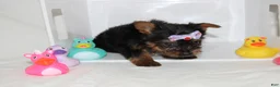 Yorkshire Terrier dogs for sale:  Bella  - Ad 2